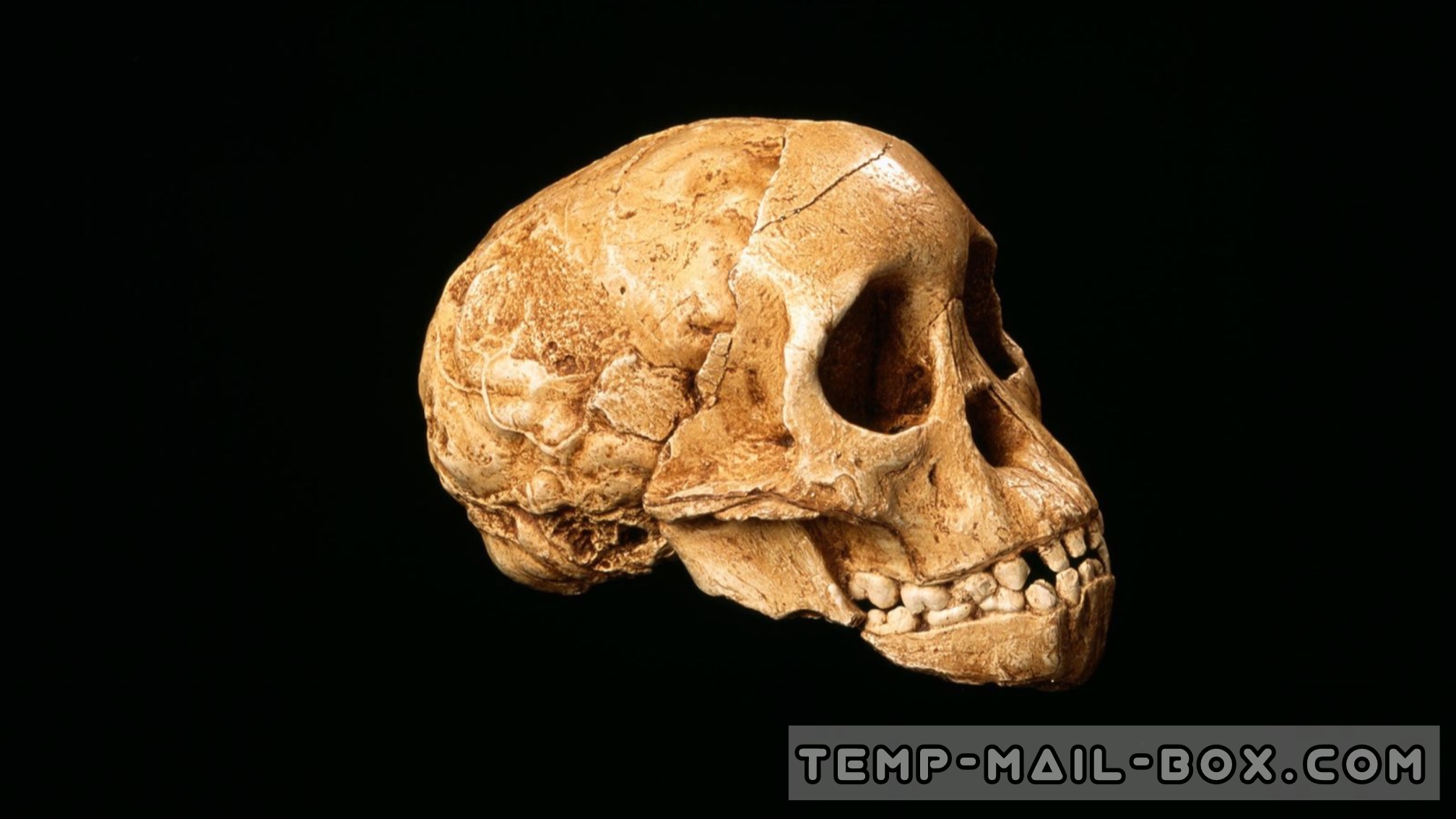 The Taung Child: A First Glimpse into Our Distant African Ancestors