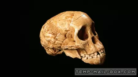 The Taung Child: A First Glimpse into Our Distant African Ancestors