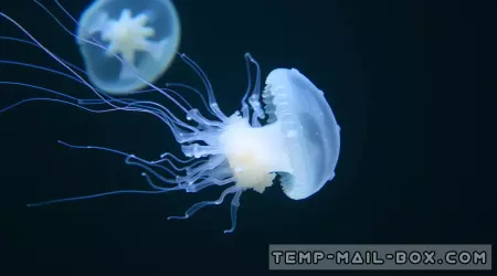 The Deadliest Jellyfish on Earth
