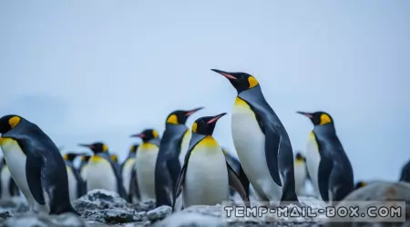 Penguins' Sleep Patterns