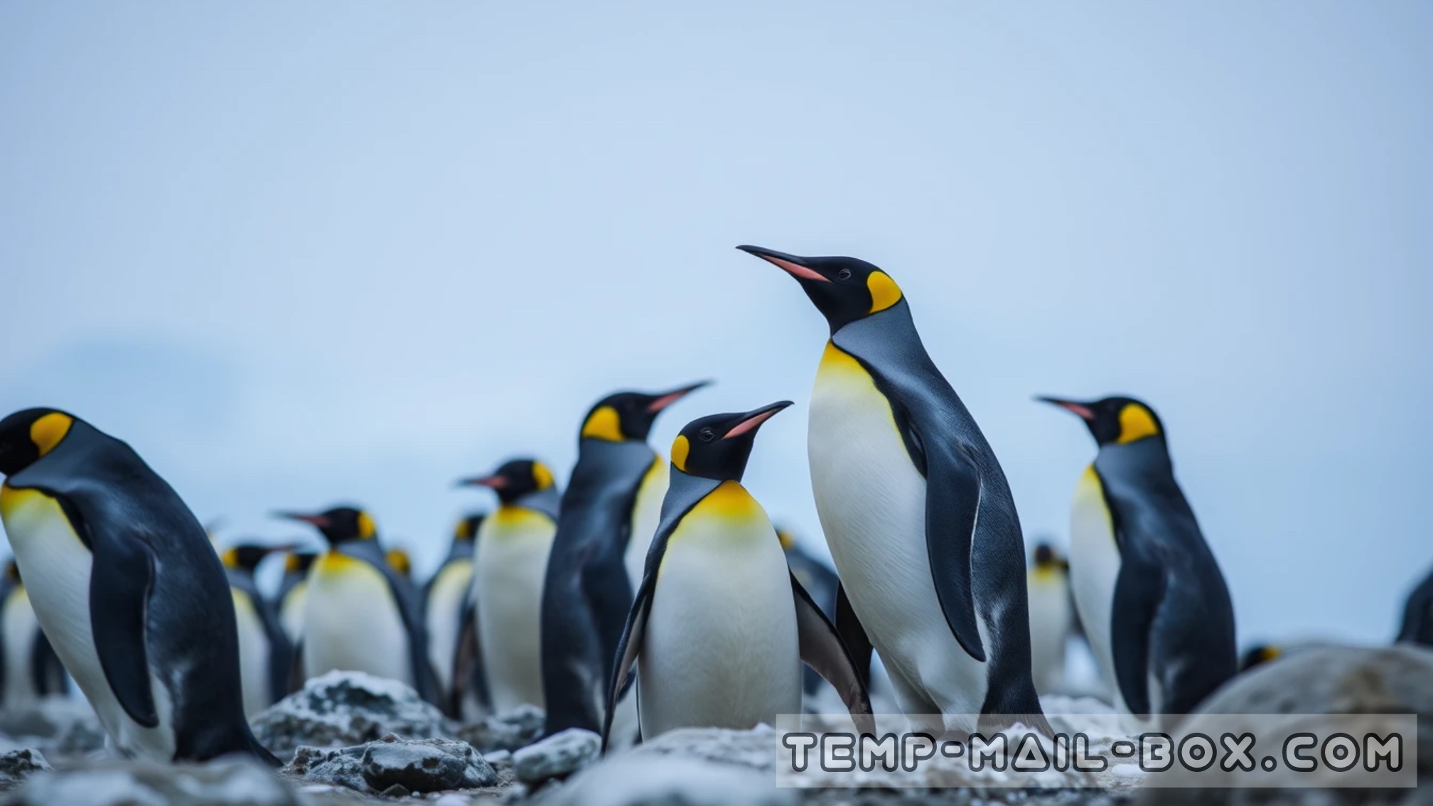 Penguins' Sleep Patterns
